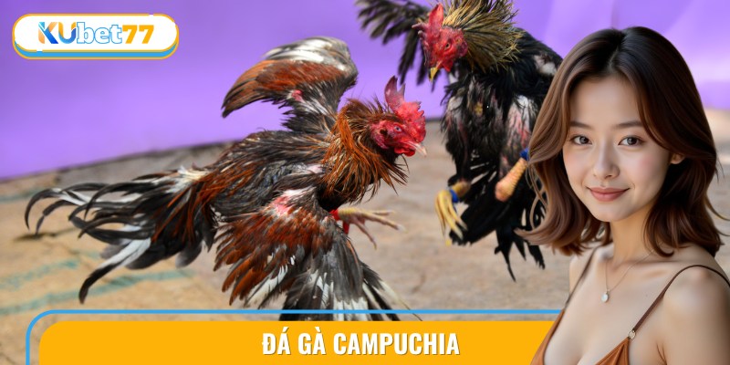 Xem Đá Gà Campuchia Hấp Dẫn: Thủ Thuật Chơi Hay Nhất 7 da ga campuchia