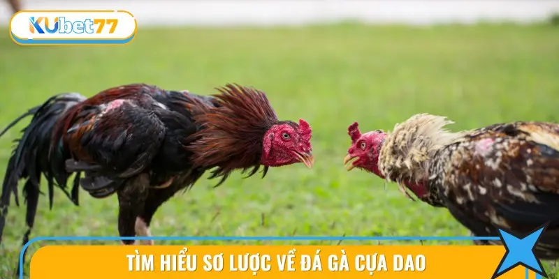 Đá Gà Cựa Dao: Hình Thức Cược Siêu Hấp Dẫn Tại KUBET77 2 Tìm Hiểu Sơ Lược Về Đá gà cựa dao