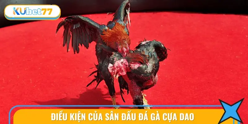 Đá Gà Cựa Dao: Hình Thức Cược Siêu Hấp Dẫn Tại KUBET77 3 Điều Kiện Của Sân Đấu Đá gà cựa dao
