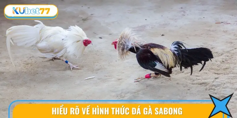 Đá Gà Sabong Tại KUBET77 - Cược Chính Xác, Dễ Thắng Lớn 2 Tìm hiểu chi tiết về hình thức đá gà sabong