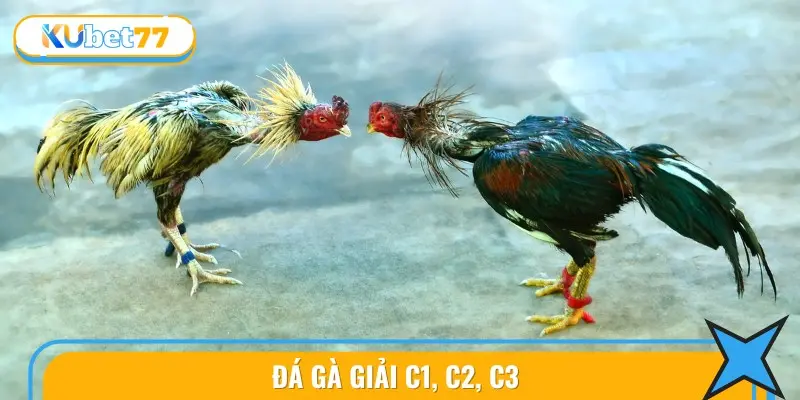 Đá Gà Sabong Tại KUBET77 - Cược Chính Xác, Dễ Thắng Lớn 4 Các hình thức cá cược phổ biến trong sabong