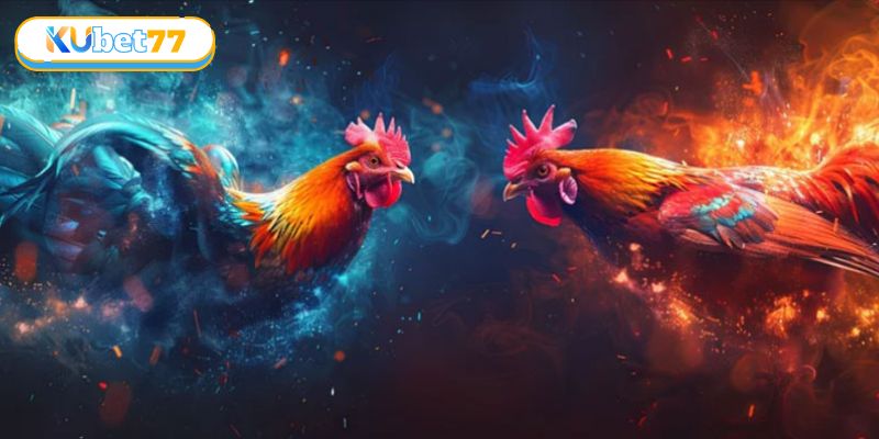 Đá Gà Cựa Sắt Và Bí Quyết Chiến Thắng Bất Bại Tại KUBET77 4 Mẹo hay để đặt cược trong sân chơi đá gà cựa sắt và rinh thưởng lớn